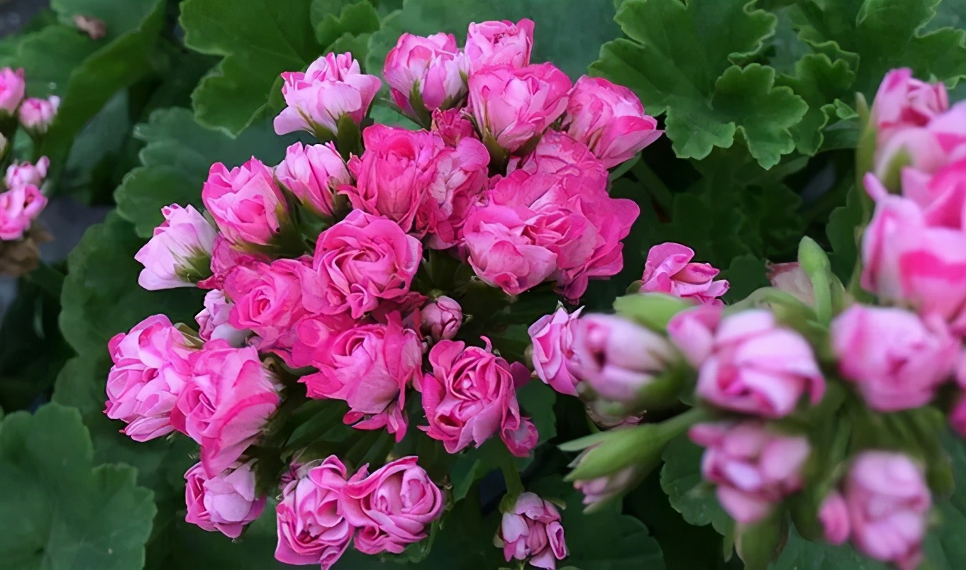 这种花别乱浇水水越多越不开花,这种花不怕冷好养易活