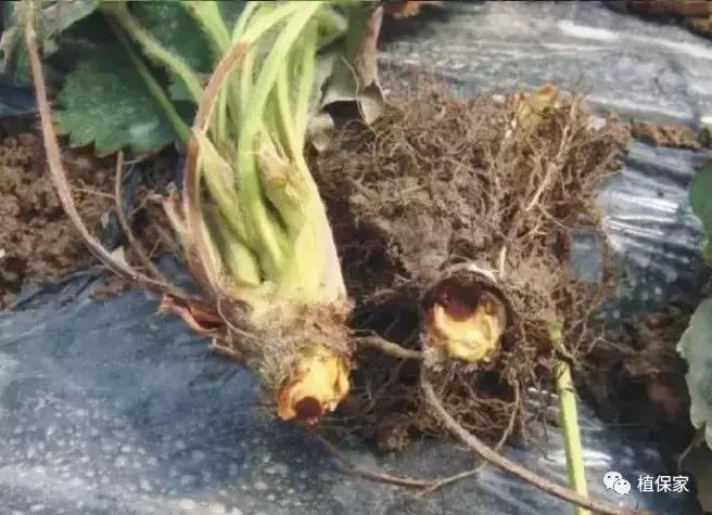 南京地区草莓病虫害防治的现状,温室草莓病虫害种类及防治措施