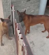 人狗大战电影免费观看,第一次人机大战视频