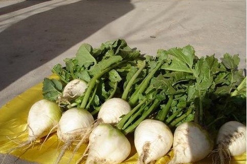 恰玛古十种做法,新疆恰玛古叶子做什么好吃