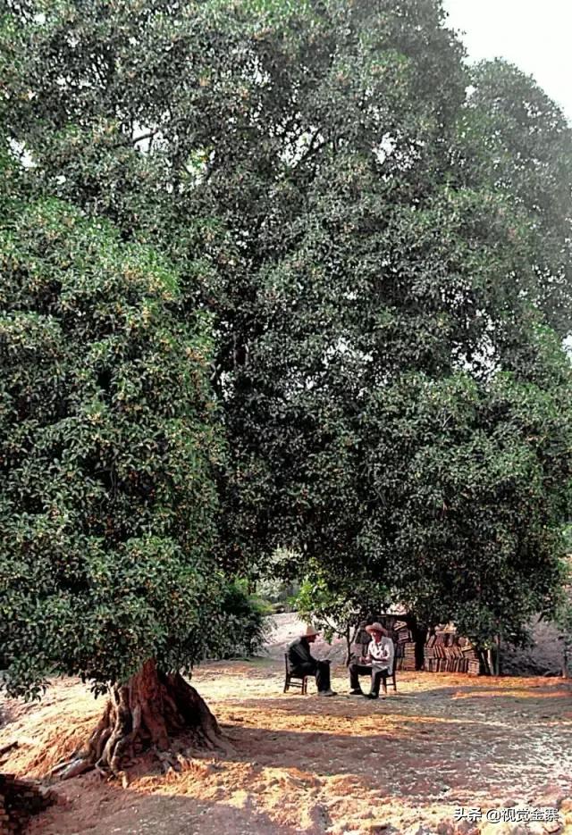安徽金寨有棵千年“桂花王”，为国内发现最大的桂花树