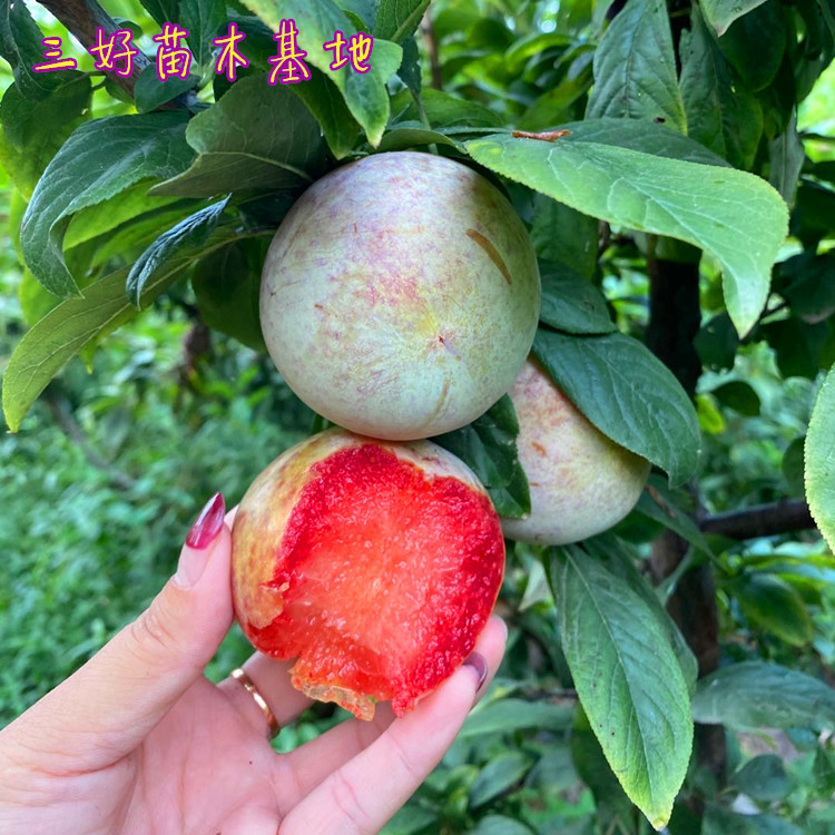 重庆恐龙蛋李子苗培育方法,恐龙蛋李子苗种植后结果表现分享