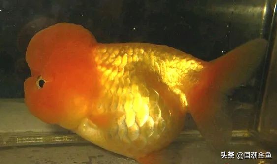 最有特色的金鱼,传统老三样金鱼