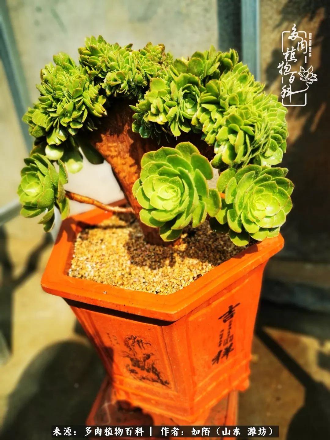 凤凰涅槃，浴火重生！多肉法师圣斗士们的秋天！（附养护经验）