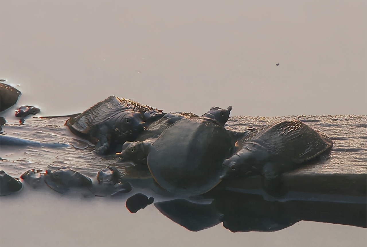大棚养殖老鳖,大棚养鳖技术