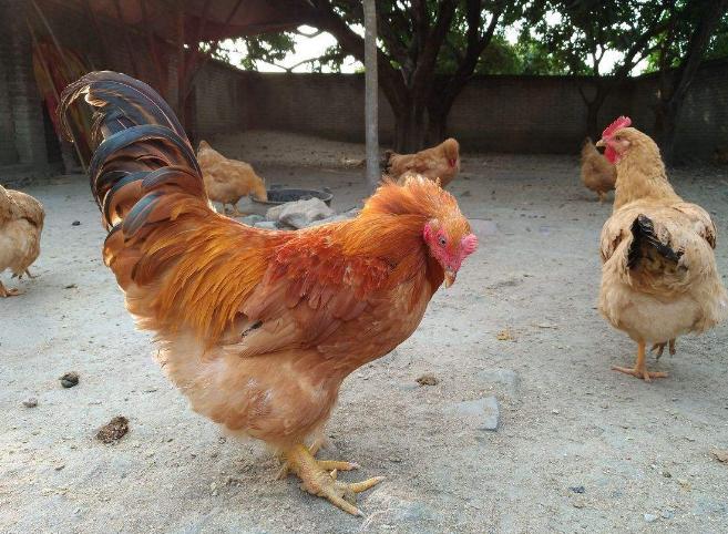 鸡坏死性肠炎治疗方案,鸡肠炎有什么症状表现