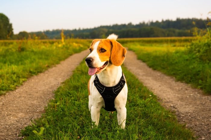 最喜欢的狗的品种,最喜欢的犬种