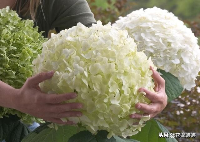 圆锥绣球花后修剪和冬季修剪,绣球无尽夏修剪没有芽点怎么修剪