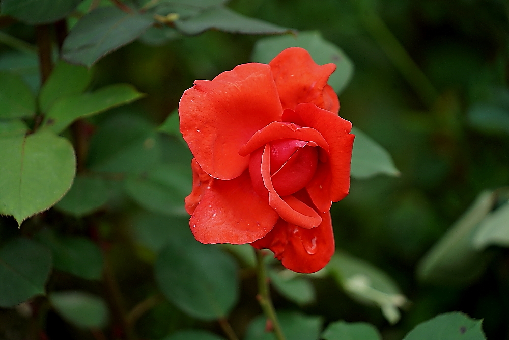 蜗牛与黄鹂鸟口琴,女生吹奏口琴蜗牛与黄鹂鸟