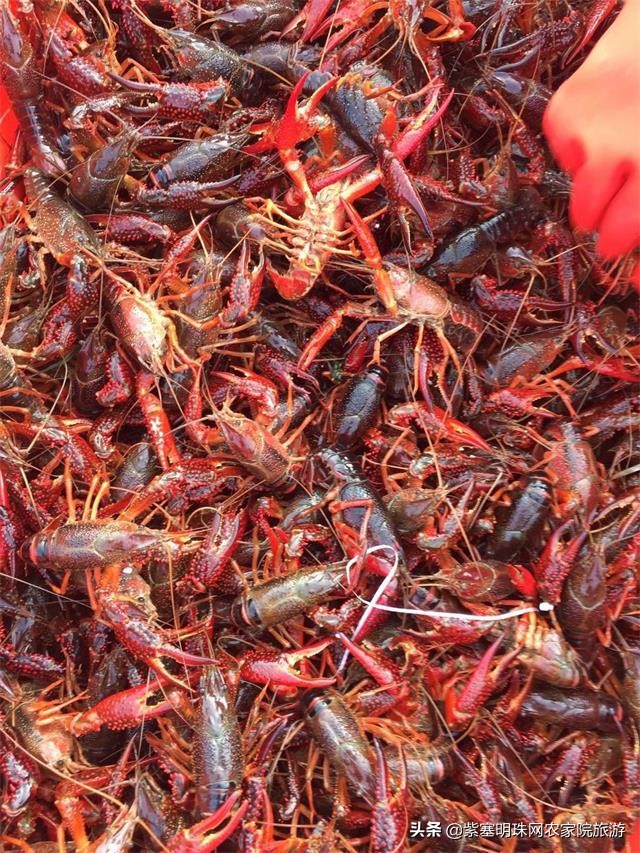 绉︾殗宀涙梾娓稿彲浠ュ嚭娴锋崟楸肩殑鍦版柟 (绉︾殗宀涚墽娴疯繙鑸啘瀹堕櫌)