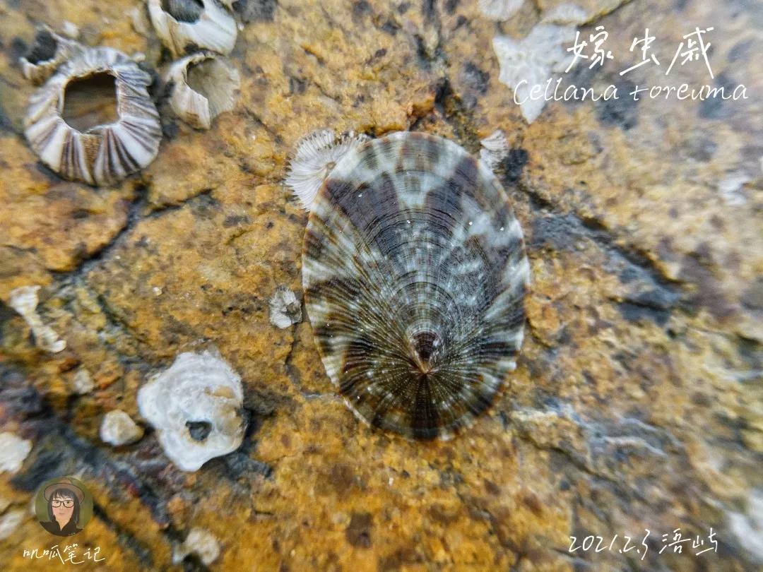 鼓浪屿赶海抓虫,鼓浪屿赶海佛手螺
