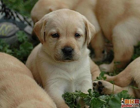 鐙楃嫍澶у叏鍙埍,鍙埍鐨勫皬鐙楃嫍閫佺粰鐖辩嫍浜哄＋