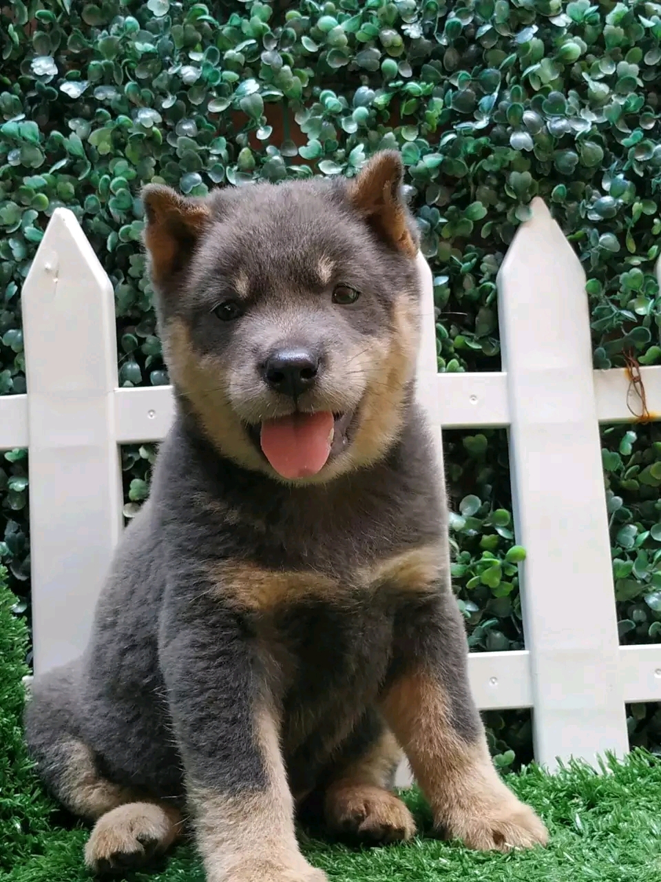 旺家狗该有的5大特征你家狗有吗,旺家的狗狗都有哪些特征