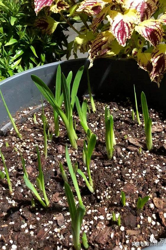 裸根百子莲的栽种方法,马蹄莲的球根种植方法图片大全