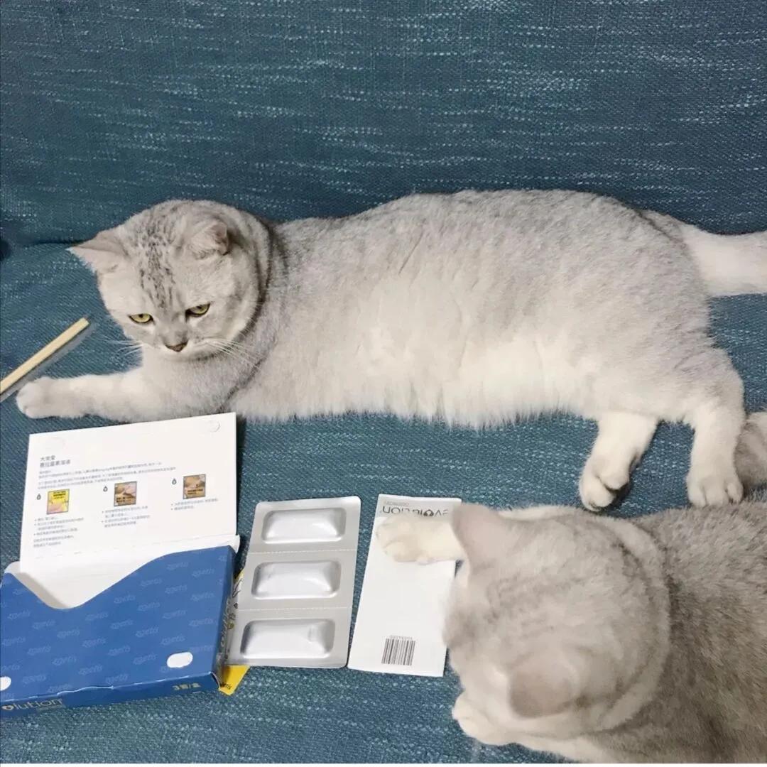 大宠爱散装,大宠爱大规格