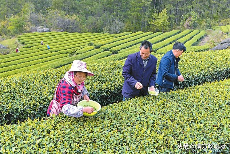 巴中通江城市发展,四川巴中通江县乡村振兴规划