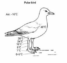 野生的鸟儿该怎么处理,鸟类如何躲避风雨