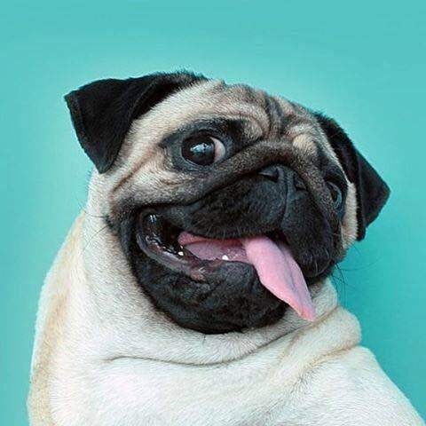 巴哥犬爱干净,巴哥犬的眼睛怎么保养