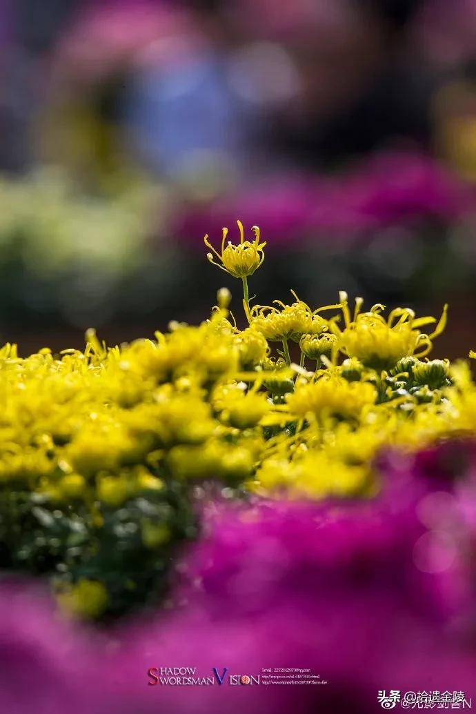 2019中国最美县域榜单,江宁县是百强县吗