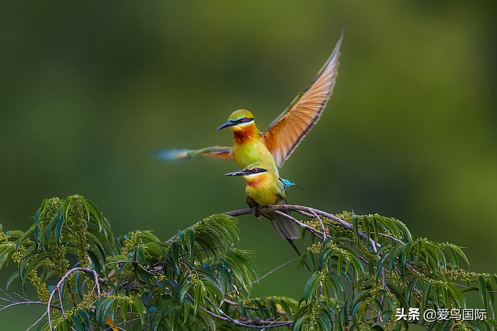 鸟类图片大全大图观赏,鸟类照片合集