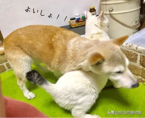 当小猫咪遇上大型犬,当小猫咪遇到大狗狗真是太温馨了