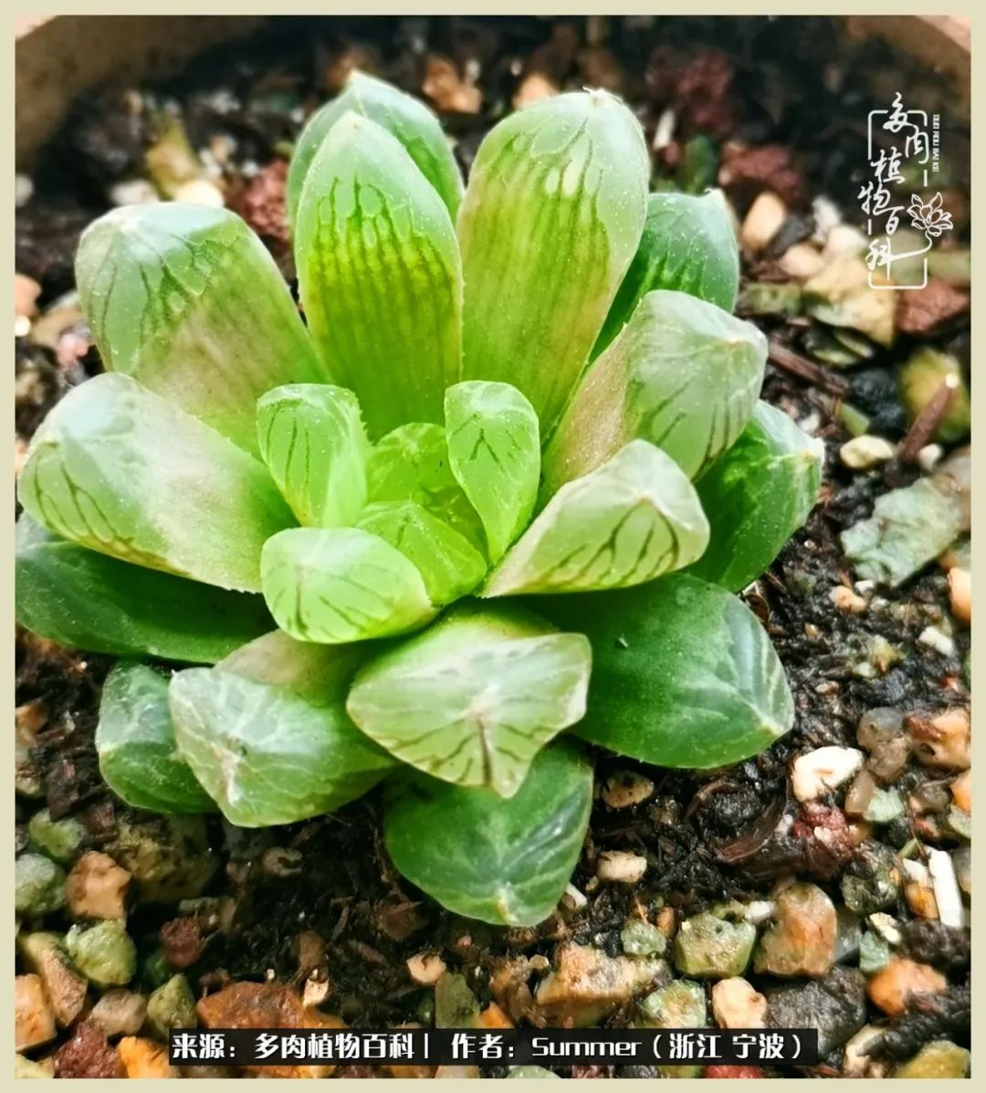多肉小白新手入门,多肉新手上路请多指教