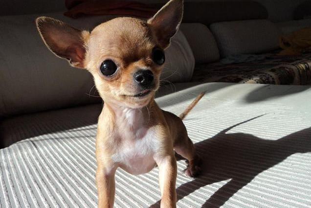 喜欢咬人的狗是什么品种,喜欢咬人的狗有哪些