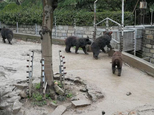 在上海迪士尼怎么玩比较快呢,在上海迪士尼玩一整天