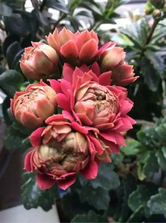 单瓣长寿花品种大全图,长寿花单瓣最好看的品种