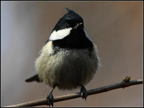 贝子鸟母鸟有饲养价值吗,贝子鸟养殖视频大全