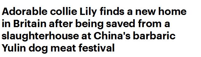 5只中国玉林屠宰场获救犬成功抵达英国伦敦，将陆续找到新家！