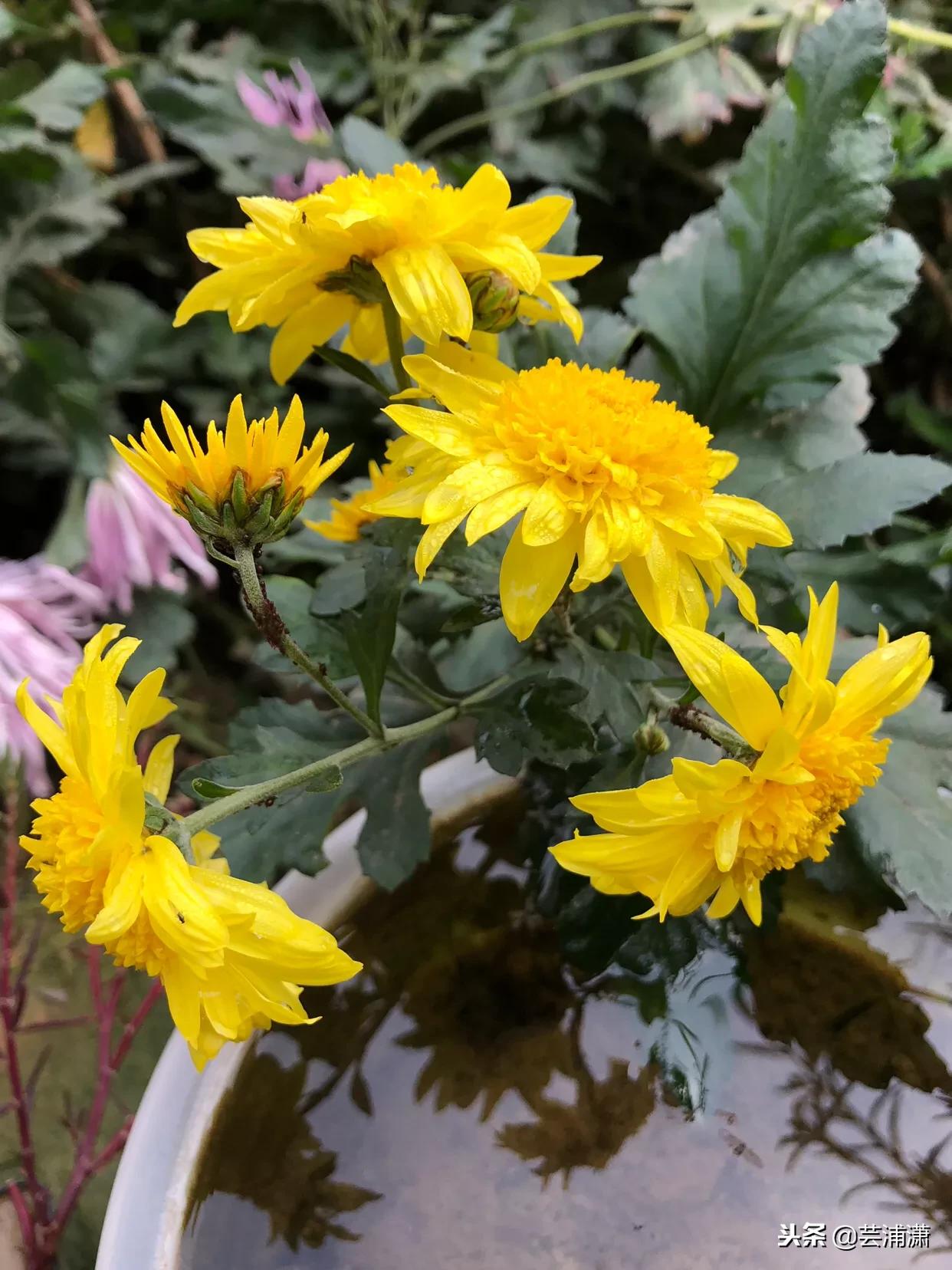 文学样式宋元明清,宋元时期的文学与艺术成就有哪些