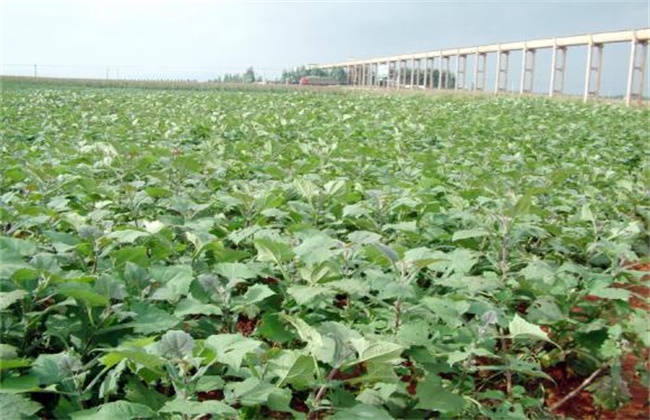 雪莲果怎么种植湖北阳新可种吗,雪莲果怎么施肥