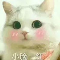 猫咪的各种表现表达的意思,猫咪的各种动作代表什么