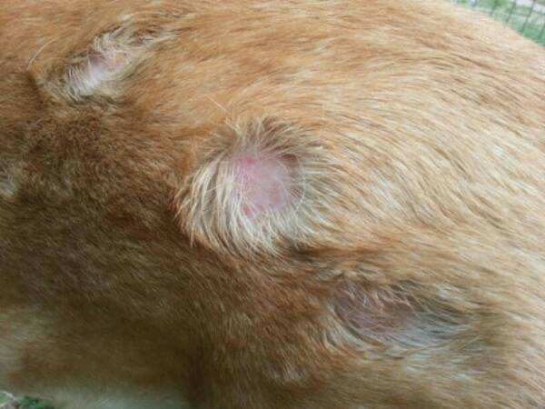 拉布拉多犬身上跳蚤多咋办,小拉布拉多犬身上有跳蚤怎么办