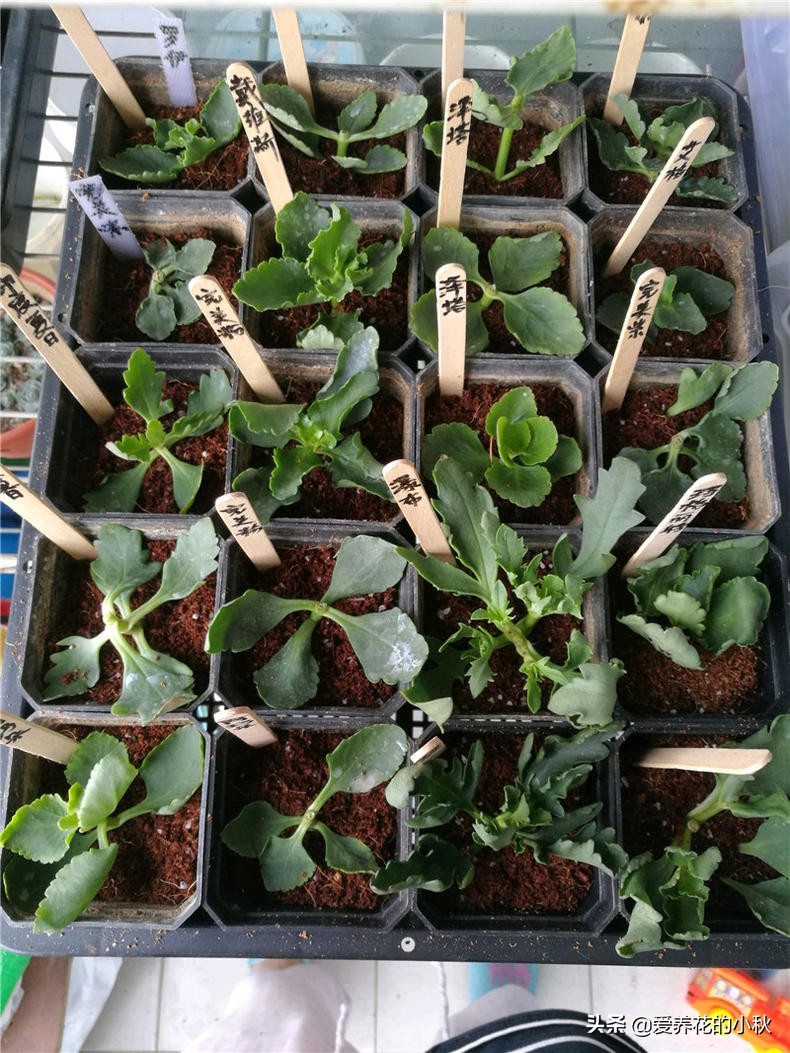 长寿花黑腐怎么办？做好3步，“一剪二晾三插”，让它再生根