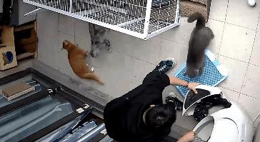 小佩自动猫砂盆卡住怎么处理,猫咪被猫砂盆卡住了怎么办