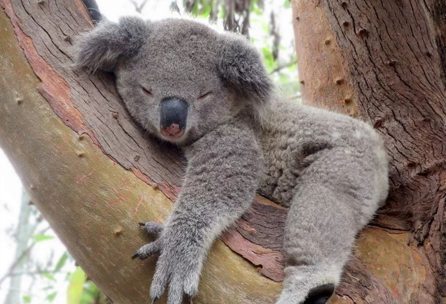 熊猫是全世界最受欢迎的动物,熊猫是世界最受欢迎的动物吗