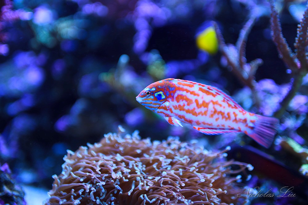 经典海水礁岩生态缸分享，180×120×60厘米三面观赏海缸