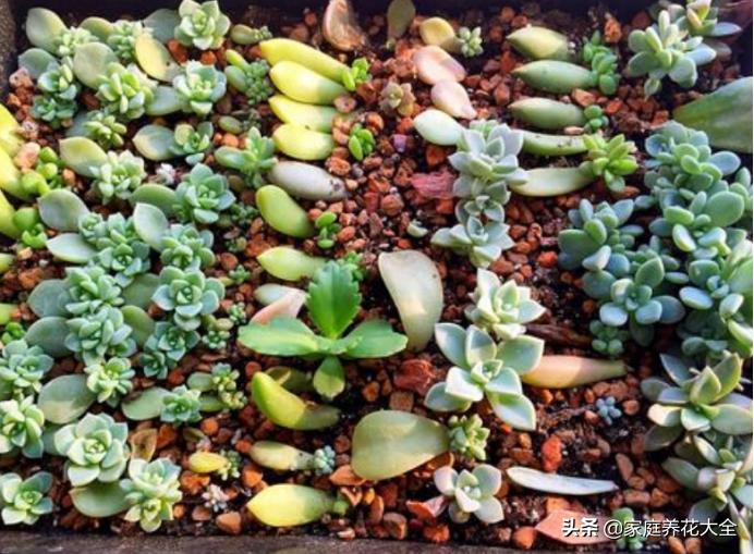 多肉叶插小芽爆头太多怎么办,叶插多肉小苗烂根怎么办