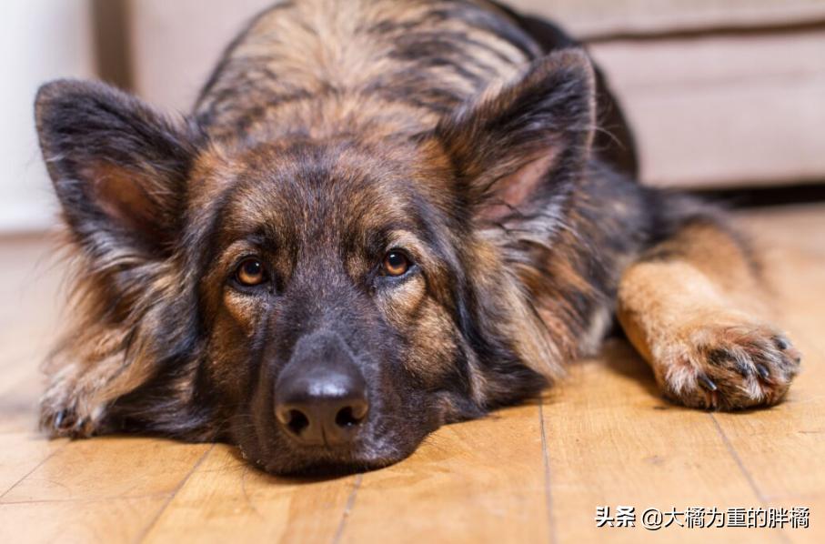 白色德牧和黑色德牧一样吗,全部颜色的德牧