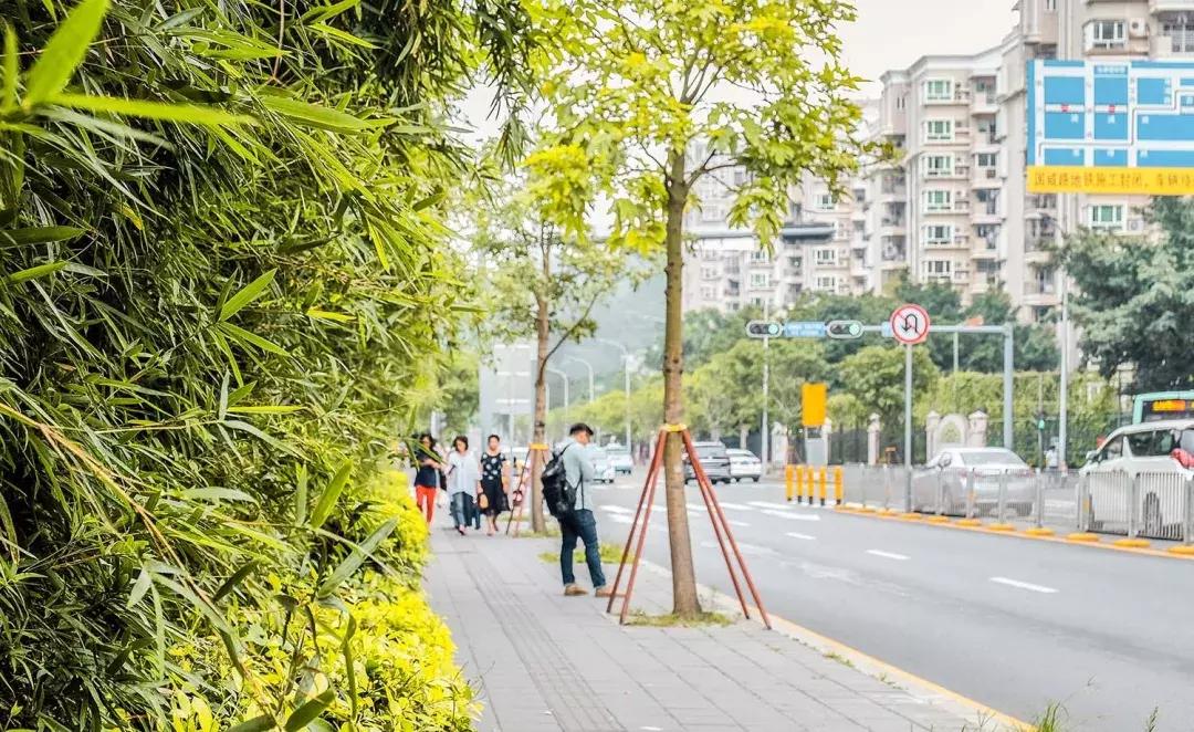 附近莲塘,附近的莲塘