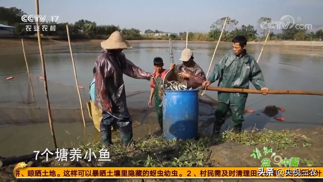 又臭又贵的臭鳜鱼,臭鳜鱼和桂鱼哪个贵呢