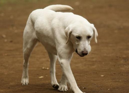 养犬也是一种责任,养犬带来的烦恼