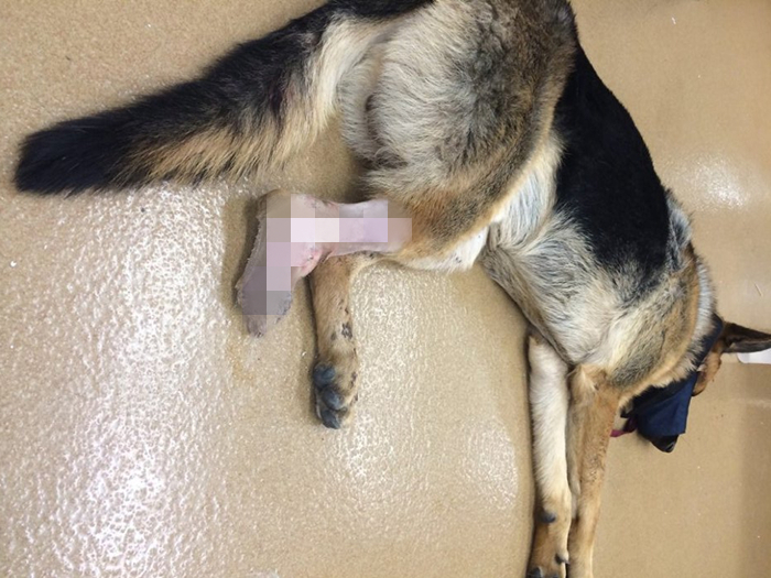 关于狗狗的辟谣,辟谣狗狗鼻子干就是生病