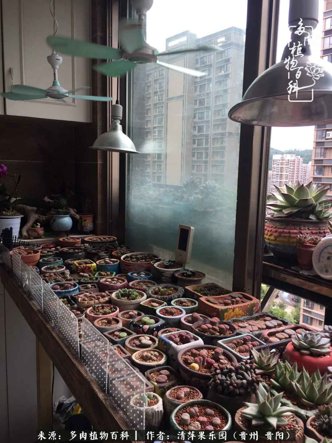 生石花庭院,晶莹剔透的生石花