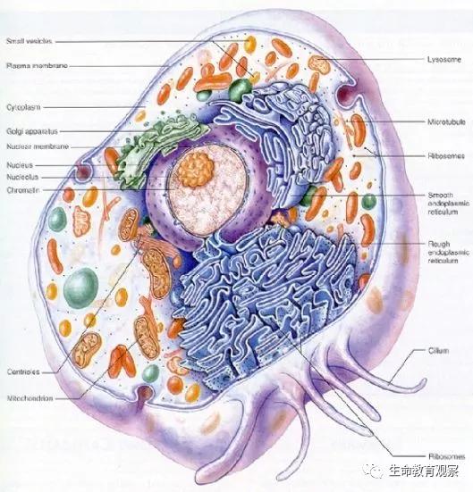动植物细胞亚显微结构模式图片,动植物细胞的亚显微结构