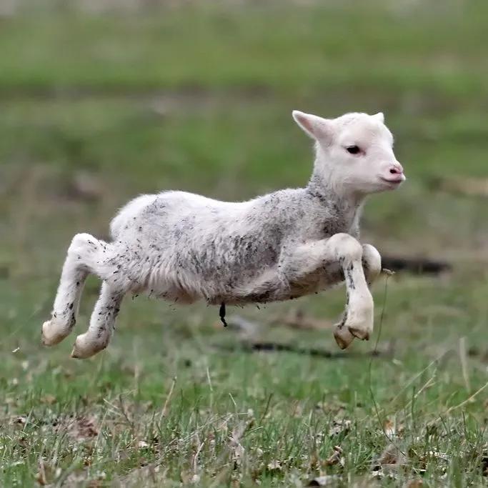 养羊养1000只羊一年能挣多少钱,养羊怎样利润最大