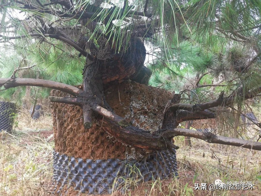 绿色金融业务发展好的银行,绿色银行的前景