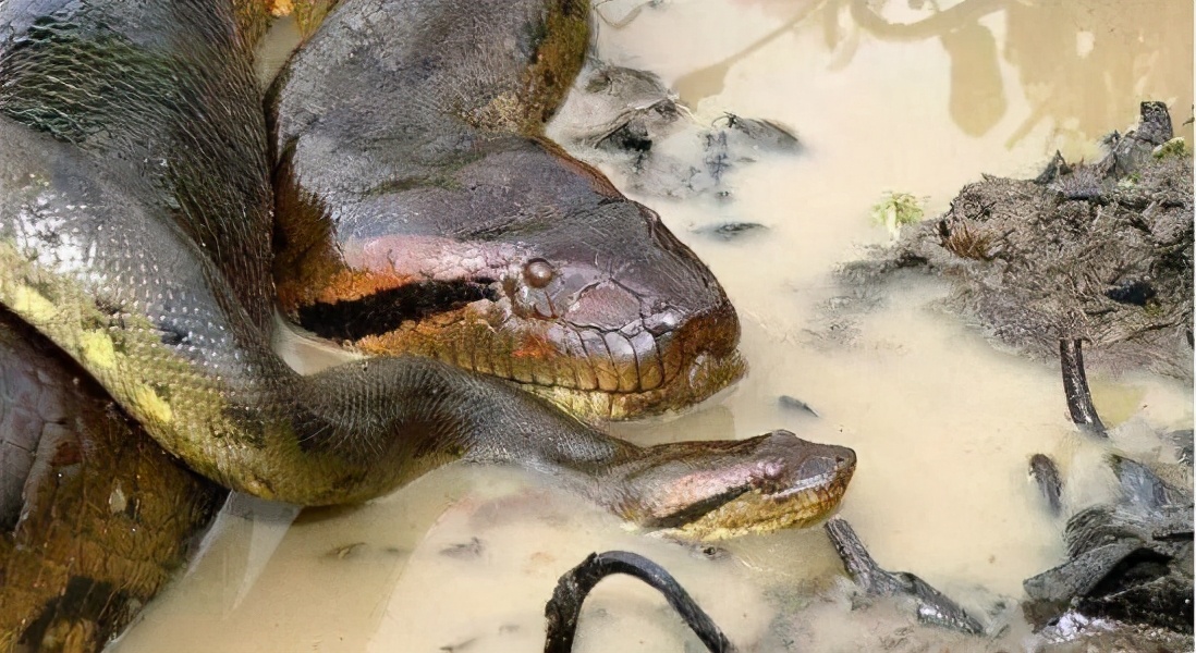 森蚺跟王蛇结合,森蚺可以孤雌生殖吗